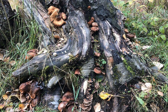 Summer Valley and Forest Hike - Your naturalist guide: why the plant-and-wildlife talk is the main payoff
