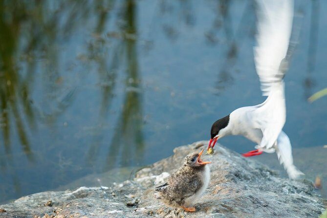 Sunset Photo Safari - Potter Marsh Bird Sanctuary: migratory wildlife in a real wetland