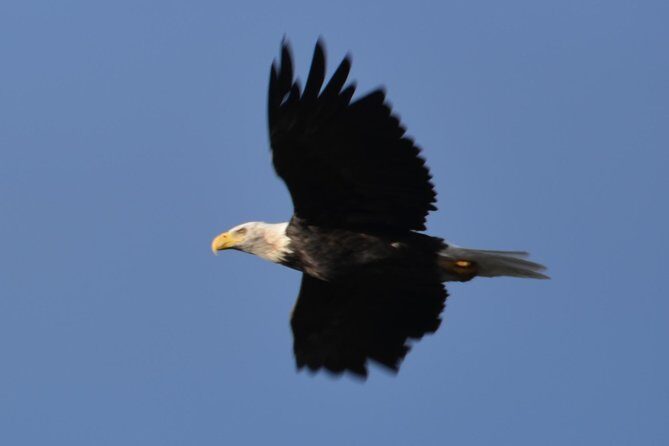 Turnagain Arm and Portage Valley Private Tour - Turnagain Arm drive: wildlife time with a star turn