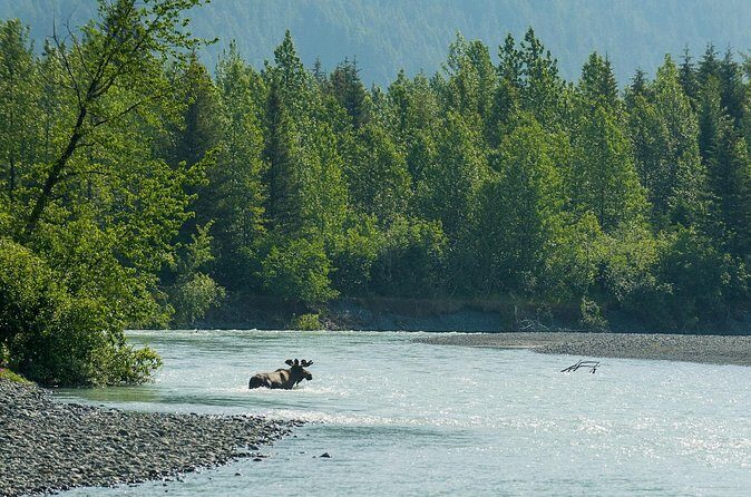 Turnagain Arm Highlights Photo Tour - Wildlife: Plan for Possibility, Not Certainty