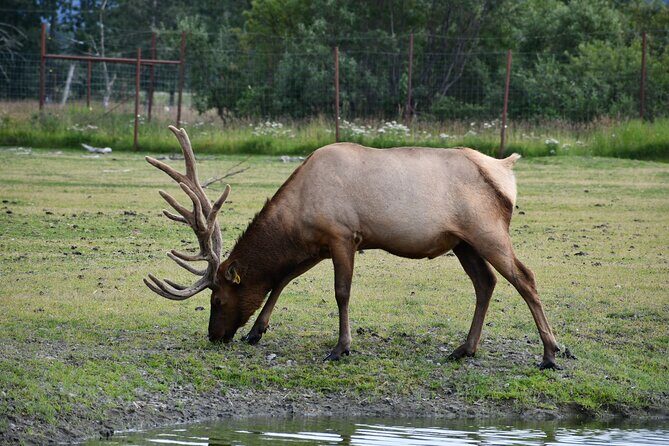 Turnagain Arm Sightseeing Experience and Wildlife Tour - Potter Marsh Bird Sanctuary: a short walk with real wildlife odds