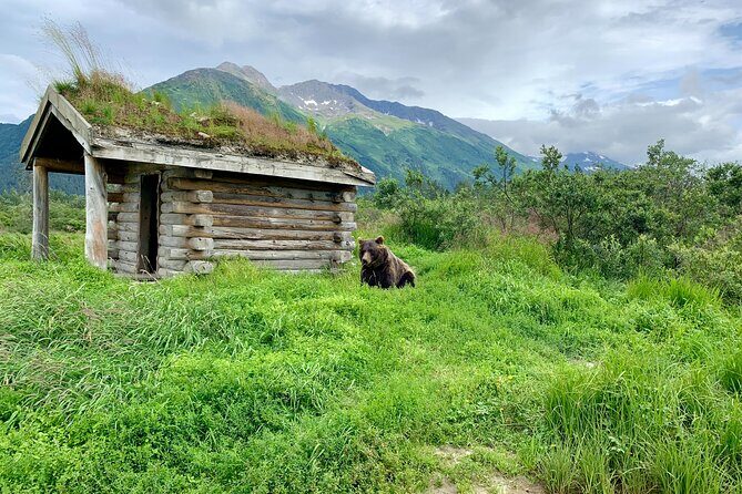 Turnagain Arm Sightseeing Experience and Wildlife Tour - Bird Point and the Bore Tide moment you’ll actually remember