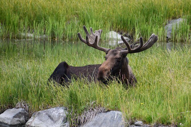 Turnagain Arm Sightseeing Experience and Wildlife Tour - Alaska Wildlife Conservation Center: where the day shifts from viewing to learning