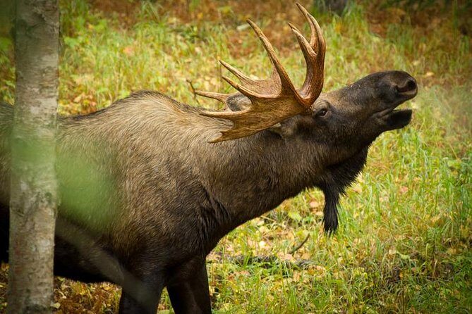 Turnagain Arm Tour - Girdwood and Mt. Alyeska: lunch on your terms, then big viewpoints