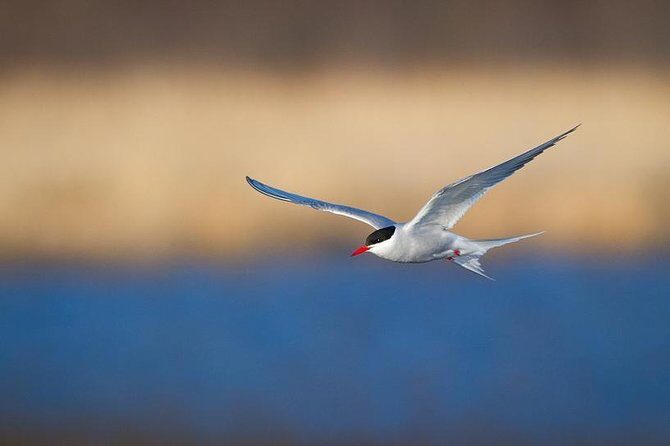 Turnagain Arm Tour - The wildlife odds: you’re smart to plan for sightings, not guarantees