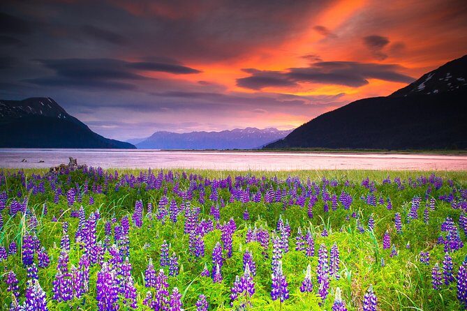 Turnagain Arm Tour - Bottled water, snacks, and the real value of $159