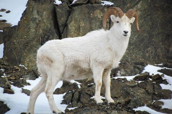 Turnagain Arm Tour - Anchorage pickup and a 5-hour day that stays manageable
