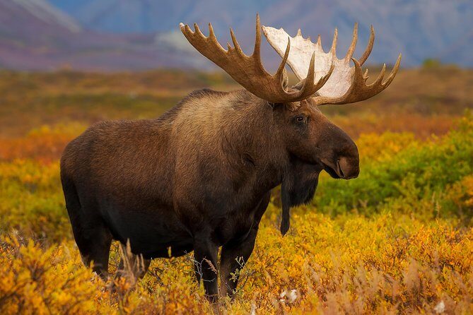 Ultimate Alaskan Adventure: Ocean Wildlife to Interior Wilderness 9 Day/8 Nights - Drive to Seward: glaciers, bays, and gateway-town energy