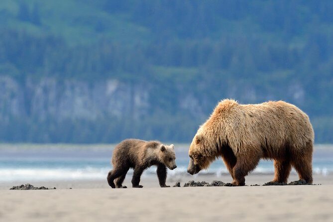 Ultimate Alaskan Adventure: Ocean Wildlife to Interior Wilderness 9 Day/8 Nights - Kenai Fjords: whales, puffins, and optional kayaking