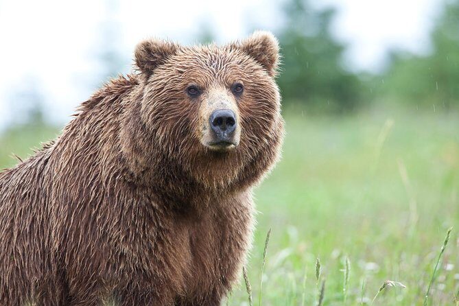 Ultimate Alaskan Adventure: Ocean Wildlife to Interior Wilderness 9 Day/8 Nights - Your Denali adventure day: pick what matches your energy