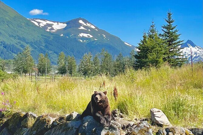 Ultimate Anchorage Summer Wildlife Tour - Why this Anchorage wildlife tour works for summer schedules
