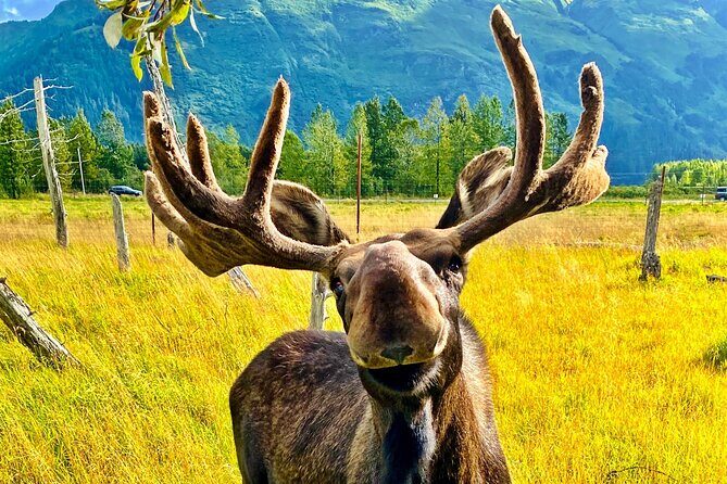 Ultimate Anchorage Summer Wildlife Tour - Stop 1: Alaska Wildlife Conservation Center for a real, guided animal visit
