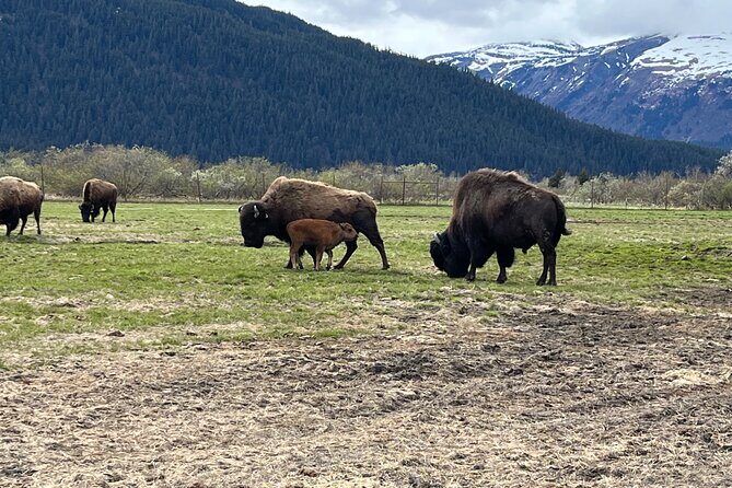 Ultimate Anchorage Summer Wildlife Tour - The van experience: small group, smooth pacing, and a guide who adds meaning