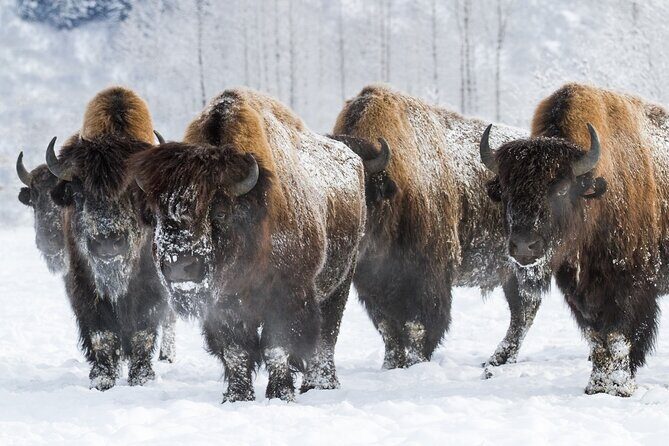 Ultimate Anchorage Winter Wildlife & Sunset Tour - Winter wildlife and sunset, with no steering wheel required