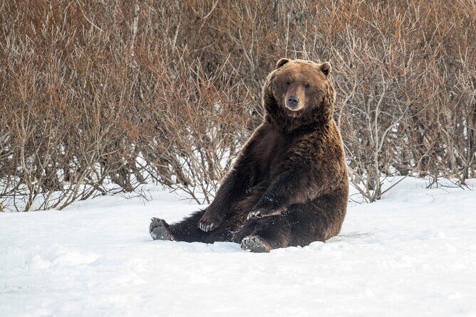 Ultimate Anchorage Winter Wildlife & Sunset Tour - Beluga Point: a quick winter stop on Turnagain Arm