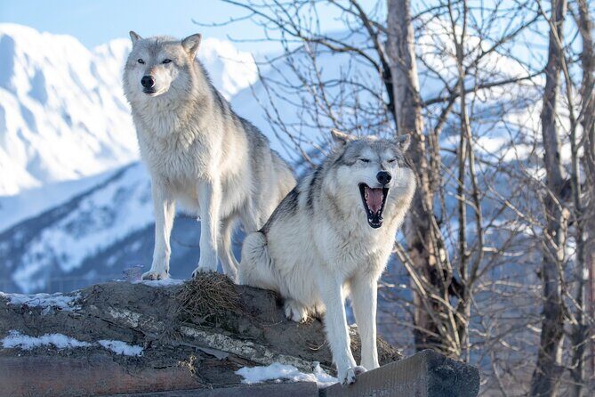 Ultimate Anchorage Winter Wildlife & Sunset Tour - Chugach State Park viewpoints: short stops, big winter scenery moments