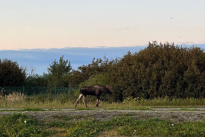 Ultimate Anchorage Winter Wildlife & Sunset Tour - Price and value: what $179 buys you in real terms