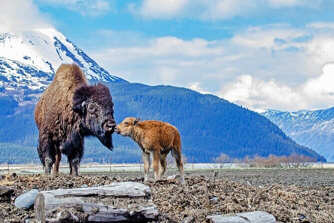 Valley of Glaciers Experience with Portage Glacier Cruise and Wildlife Tour - Potter Marsh and the wildlife boardwalk moment