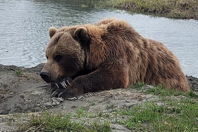 VIP Tour from Anchorage to Alaska Wildlife Conservation Center - Why AWCC Matters More Than a Typical Wildlife Stop