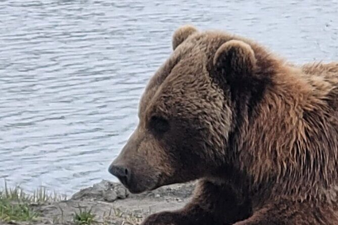VIP Tour from Anchorage to Alaska Wildlife Conservation Center - The Drive and Scenic Stops: Where the Story Comes Alive