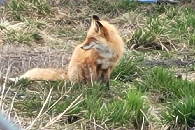 VIP Tour from Anchorage to Alaska Wildlife Conservation Center - Bird Creek Stop: A Quick Alaska Camping Glimpse