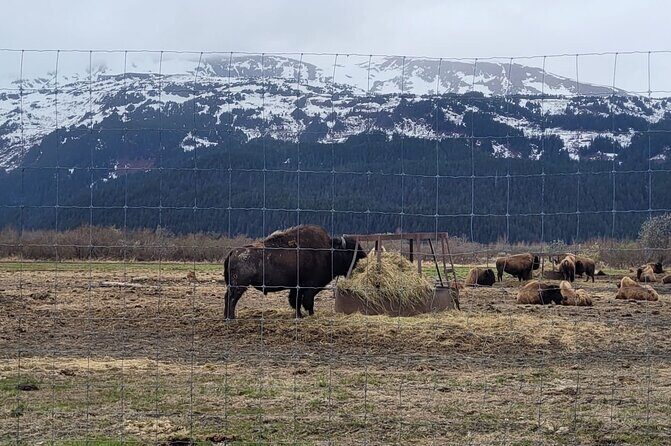 VIP Tour from Anchorage to Alaska Wildlife Conservation Center - Price Check: Is $178 a Smart Deal?