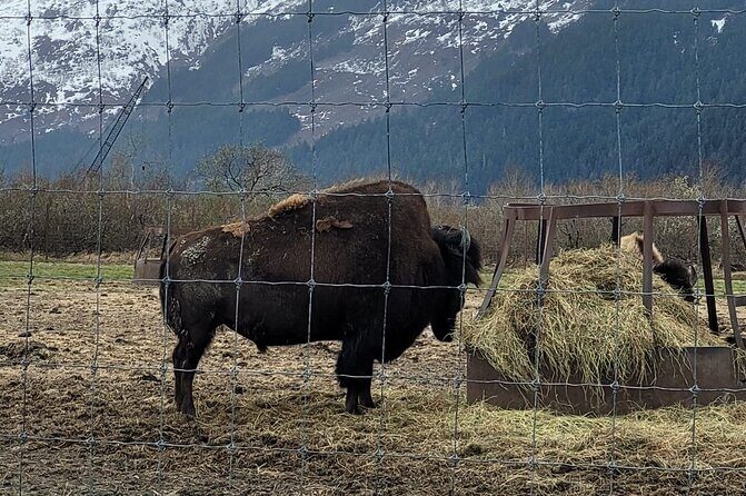 VIP Tour from Anchorage to Alaska Wildlife Conservation Center - Small-Group VIP Pace: Who This Fits Best