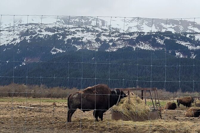 VIP Tour from Anchorage to Alaska Wildlife Conservation Center - The AWCC Two-Hour Block: How to Make Those 2 Hours Count