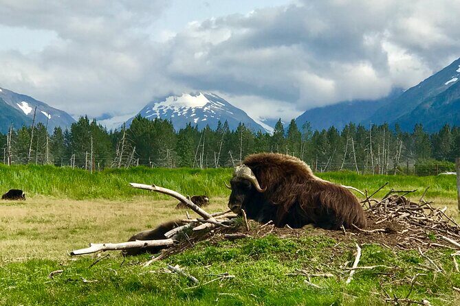 Wilderness and Wine Tasting out of Anchorage - Key highlights at a glance