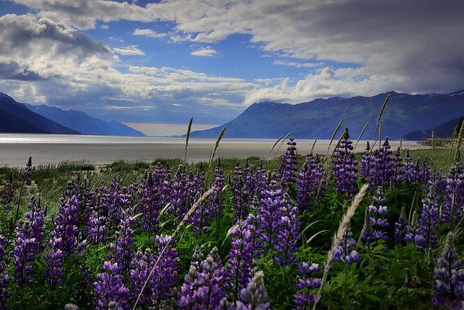Wilderness, Wildlife, Glacier Experience from Anchorage - Key things to know before you go