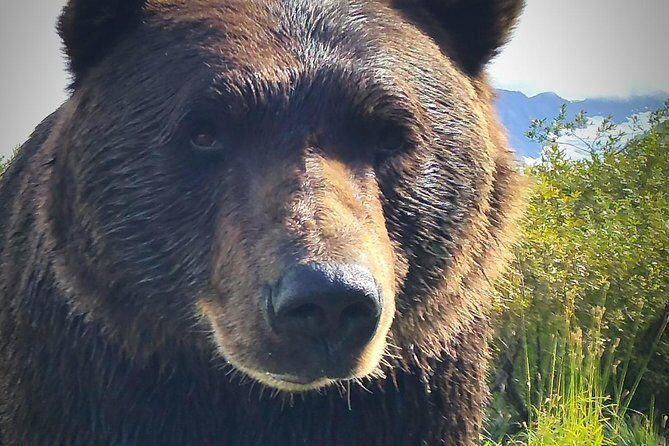 Wilderness, Wildlife, Glacier Experience from Anchorage - Wilderness and Glacier Day from Anchorage: the “why” behind the route