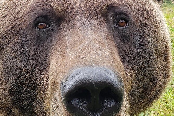 Wilderness, Wildlife, Glacier Experience from Anchorage - Anchorage by van: marsh wildlife, gold rush history, and moose-salmon country
