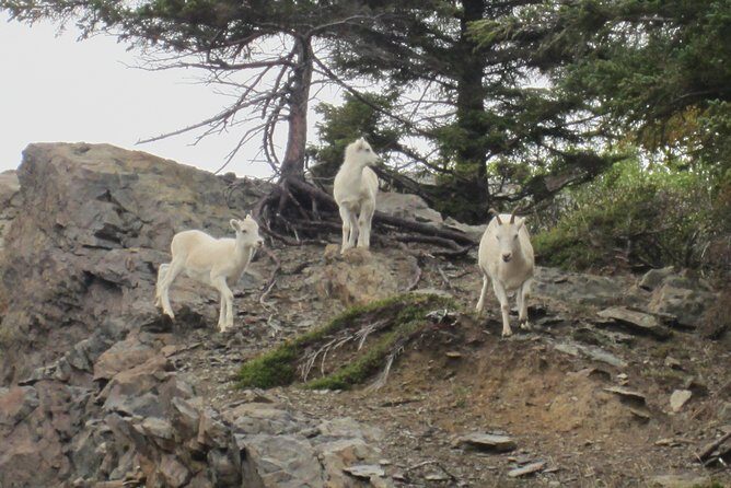 Wildlife and Glaciers with a walk in the Rainforest - Guides make (or break) the vibe: the human factor you’ll feel