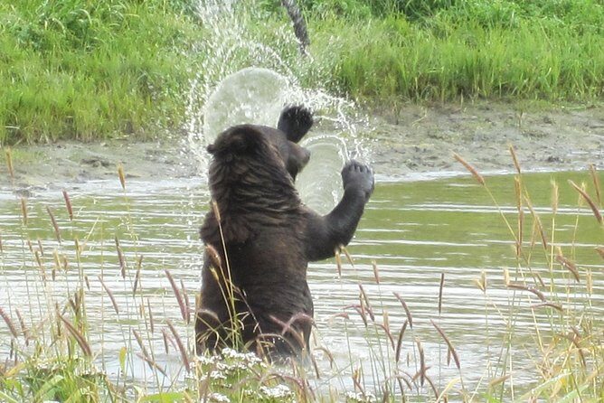 Wildlife and Glaciers with a walk in the Rainforest - Price and value: what you’re actually buying for $149