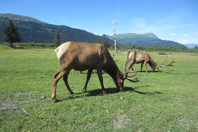 Wildlife and Glaciers with a walk in the Rainforest - What to pack and how to dress (this is not optional in Alaska)