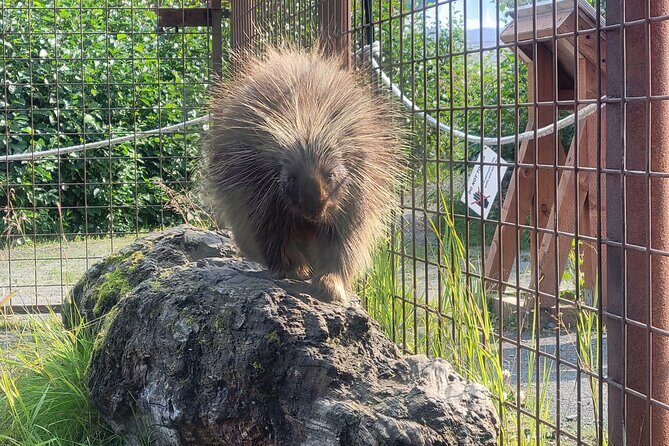 Wildlife Center with Lunch and Local Beer Sampling - Who This Tour Fits Best