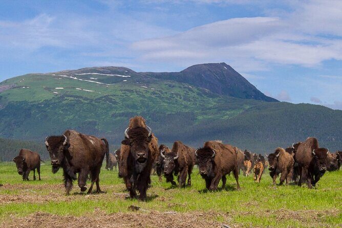 Wildlife Center with Lunch and Local Beer Sampling - Alaska Wildlife Conservation Center: Real Habitats, Real Conservation