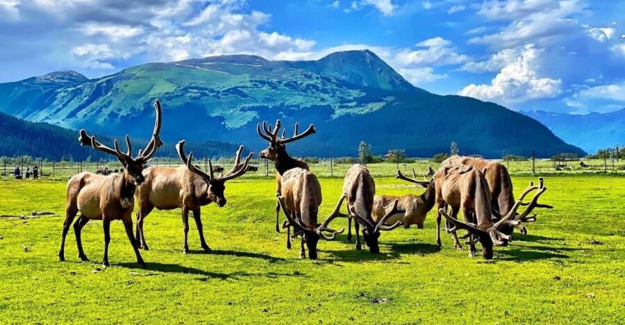 Wildlife Center with Lunch & Local Beer Sampling - Alaska Wildlife Conservation Center: Your Best Shot at Moose, Bears, and Friends