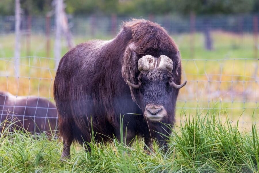 Wildlife Center with Lunch & Local Beer Sampling - FAQ