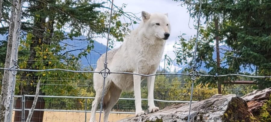Wildlife Center with Lunch & Local Beer Sampling - Girdwood Lunch and Beer Sampling: Food You Can Talk About After