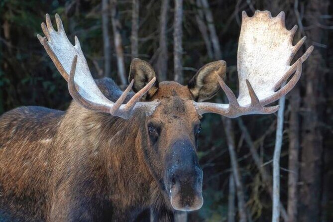 Wildlife Conservation Center & Portage Valley Glaciers - Why This Half-Day Tour Works Better Than Trying to DIY