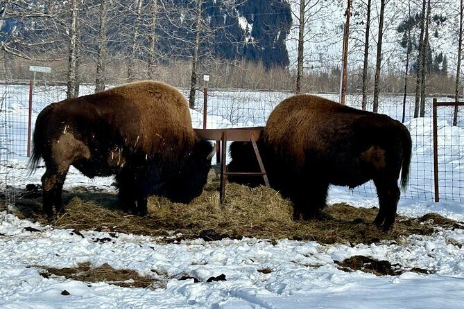 Wildlife Conservation Center & Portage Valley Glaciers - Price and Value: Is $119 Worth It?
