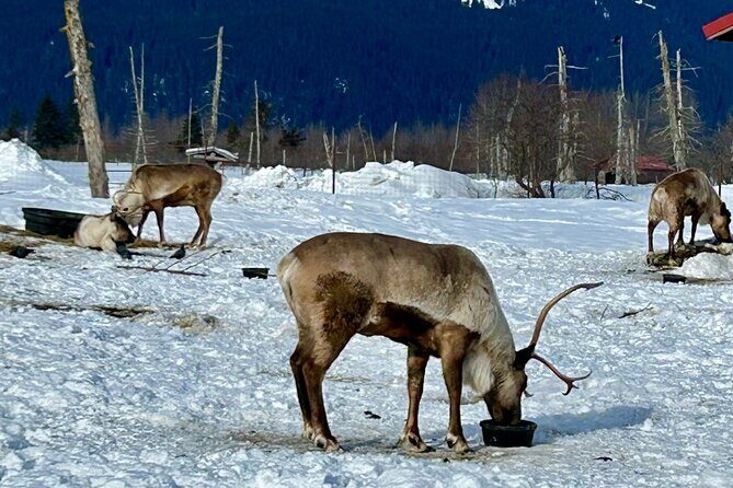 Wildlife Conservation Center & Portage Valley Glaciers - Who This Tour Suits (Best Fit and Not-So-Good Fit)