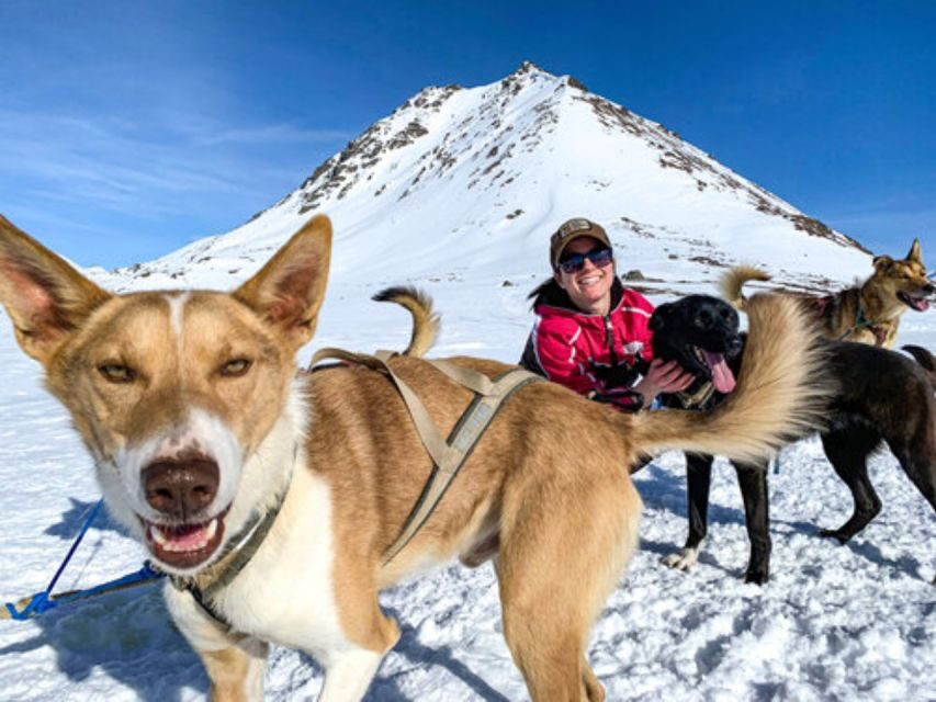 Willow: Traditional Alaskan Dog Sledding Ride - Harnessing Time: Safety Briefing and the Quiet Before Motion