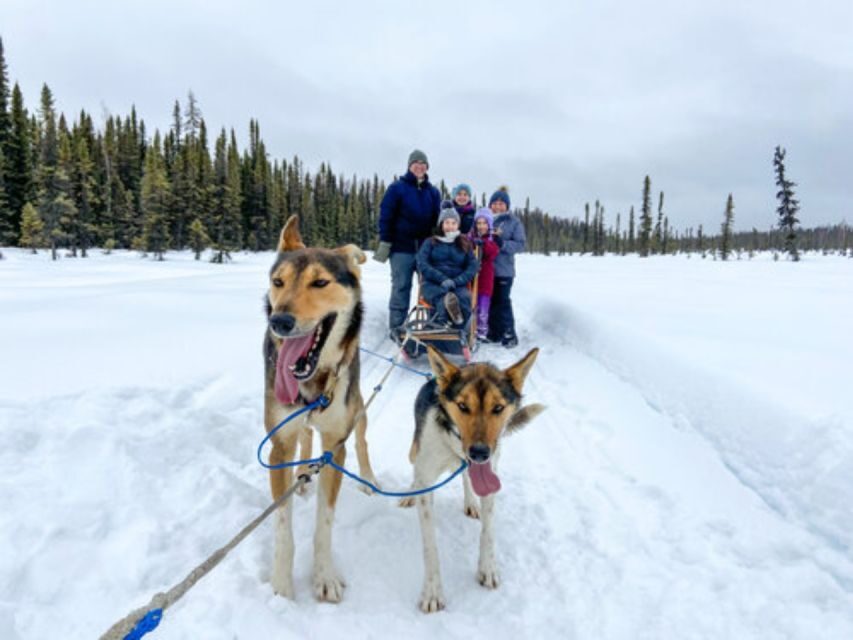 Willow: Traditional Alaskan Dog Sledding Ride - Warm-Up Rituals: Cookies, Hot Cocoa, and Dog Cuddles