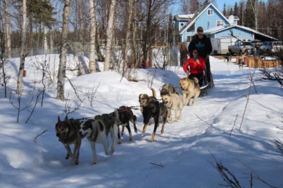 Willow: Traditional Alaskan Dog Sledding Ride - Price and Value: Why $178 Can Feel Worth It