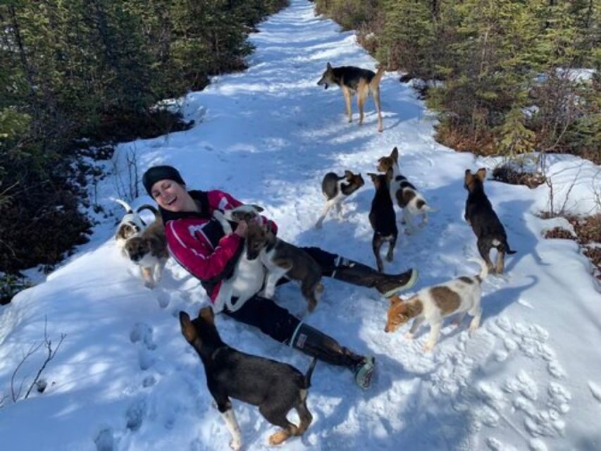Willow: Traditional Alaskan Dog Sledding Ride - Should You Book This Husky Sled Ride?