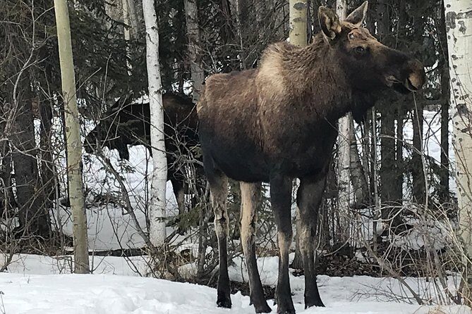 Winter - Anchorage All Around City Tour - Key things to know before you go