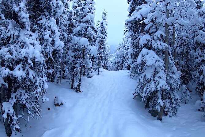 Winter Valley and Forest Hike - Eagle River Nature Center trails: trees, wildlife, and winter “hot spots”