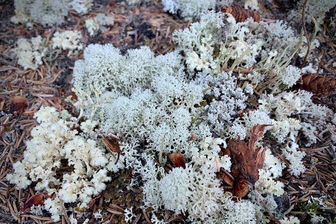 Winter Valley and Forest Hike - The Barbara Falls finish: ice dams and easy photo moments